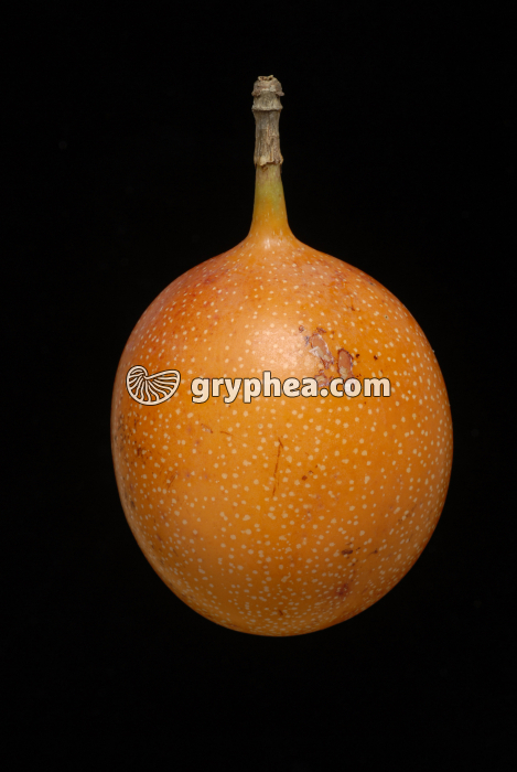 Grenadille - Fruit de la passion (Passiflora edulis) - gryphea.org